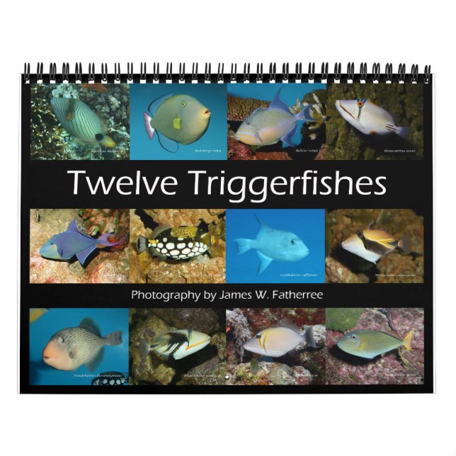 Triggerfishes Wall Calendar by J.W. Fatherree. (Cover)