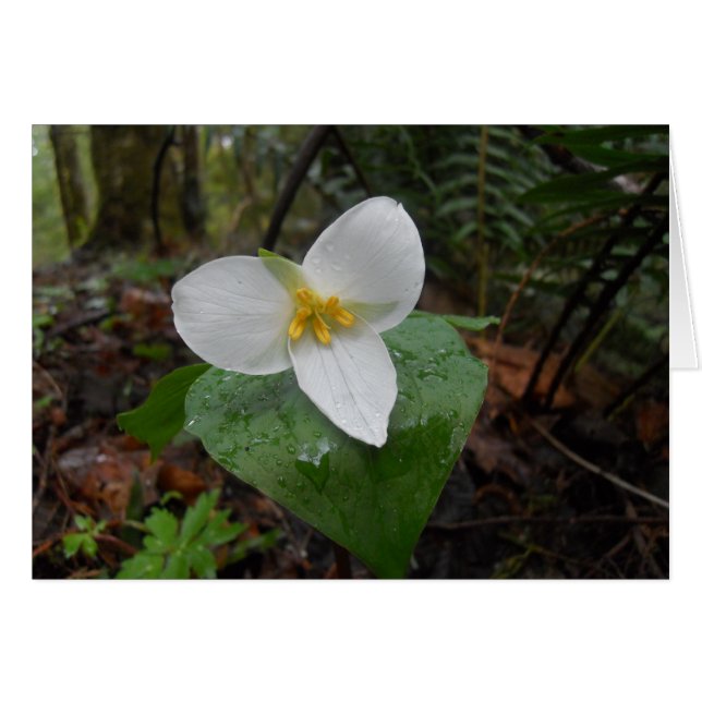 Trillium (Front Horizontal)