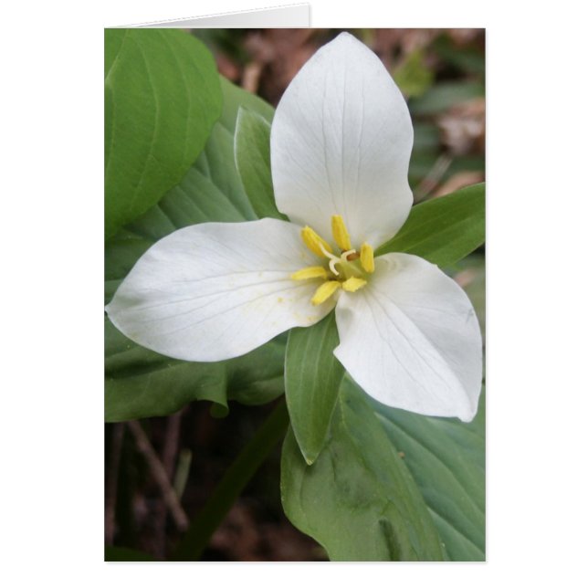 Trillium Blossom (Front)