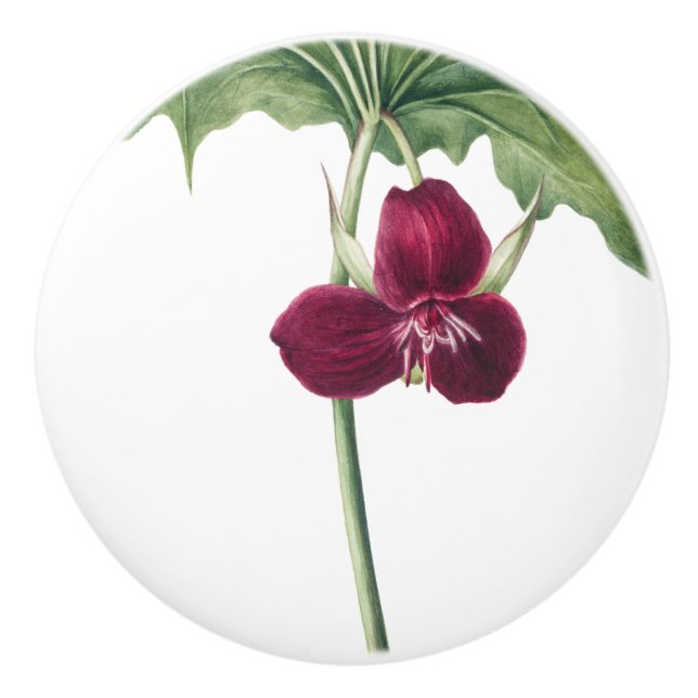 Trillium Botanical  Ceramic Knob (Front)