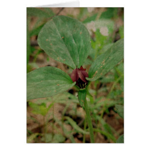 Trillium Flower