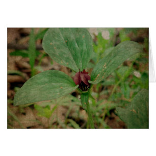 Trillium Flower
