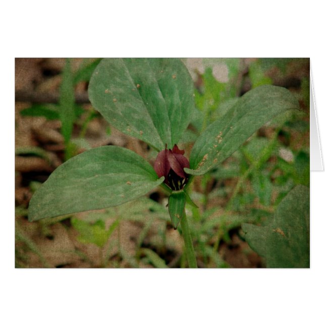 Trillium Flower (Front Horizontal)