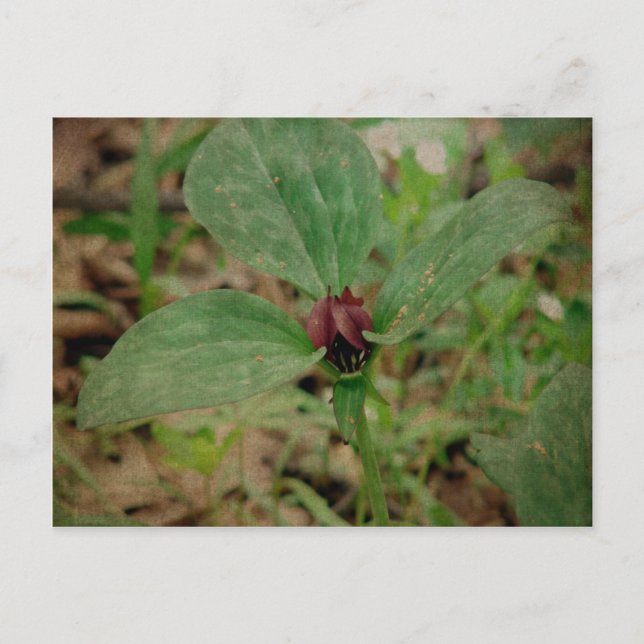 Trillium Flower Postcard (Front)