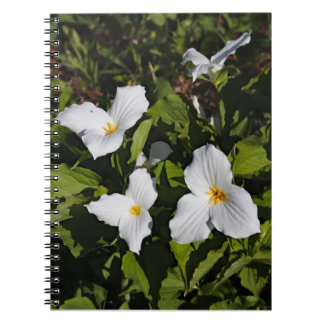 Trillium grandiflorum, Michigan's Upper Peninsula Notebook