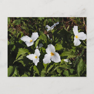 Trillium grandiflorum, Michigan's Upper Peninsula Postcard