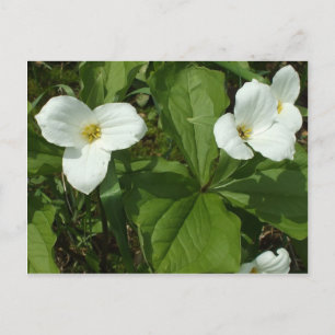 Trillium Postcard