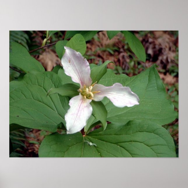 Trillium Poster (Front)