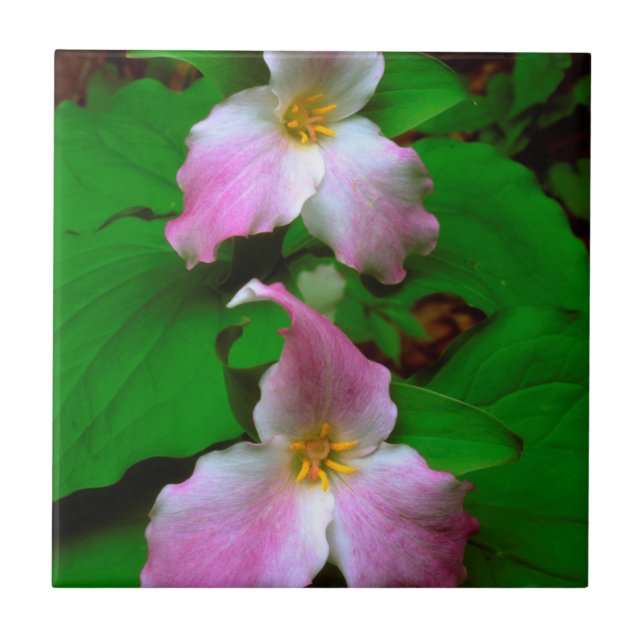 Trillium Wildflower Tile (Front)