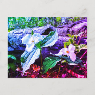 TRILLIUMS RAINBOW POSTCARD