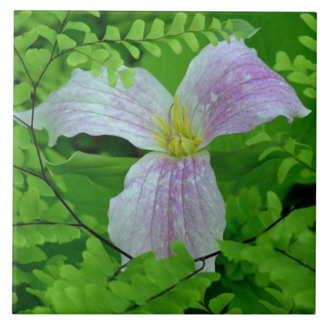 TRILLLIUM AND FERNS CERAMIC TILE/TRIVET TILE (Front)