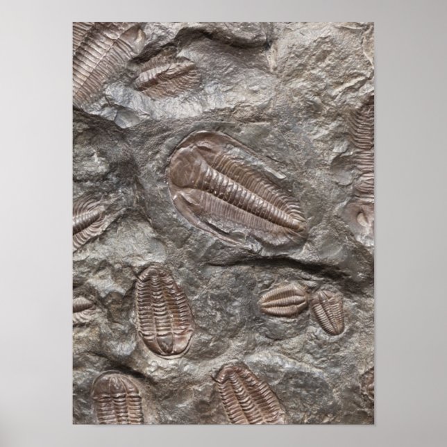 Trilobite, Fossil: TRILOBITES FOSSILS Poster (Front)