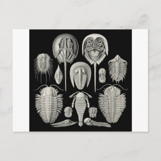 Trilobite! Postcard