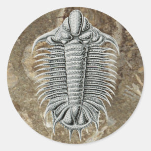 Trilobite Sticker