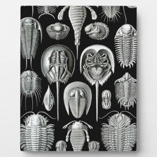 Trilobites and Fossils in Black and White Plaque