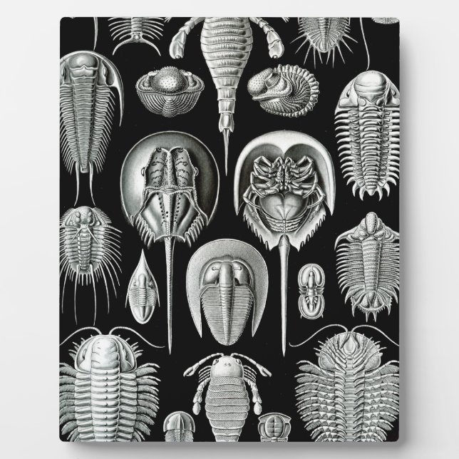 Trilobites and Fossils in Black and White Plaque (Front)