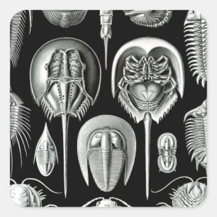 Trilobites and Fossils in Black and White Square Sticker