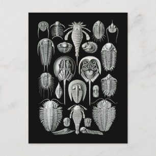 Trilobites and Sea Scorpions Postcard