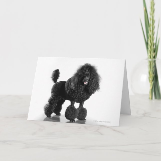Trimmed black Poodle Card (Front)