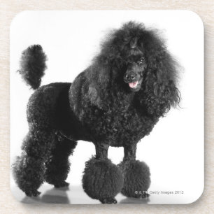Trimmed black poodle coaster
