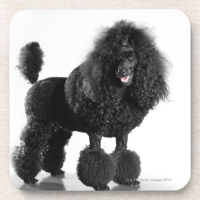 Trimmed black poodle coaster (Front)