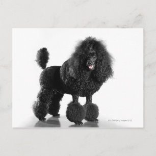 Trimmed black poodle postcard