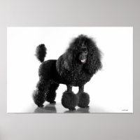 Trimmed black Poodle