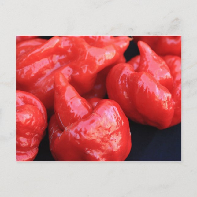 Trinidad Moruga Scorpion Chilli Pepper Postcard (Front)