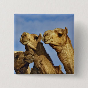 Trio of camels, camel market, Cairo, Egypt 15 Cm Square Badge