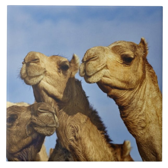 Trio of camels, camel market, Cairo, Egypt Ceramic Tile (Front)