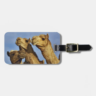 Trio of camels, camel market, Cairo, Egypt Luggage Tag