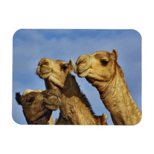 Trio of camels, camel market, Cairo, Egypt Magnet