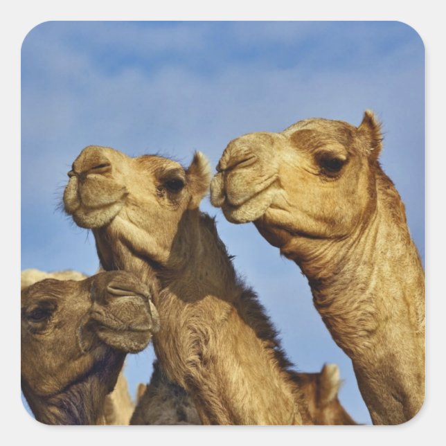 Trio of camels, camel market, Cairo, Egypt Square Sticker (Front)