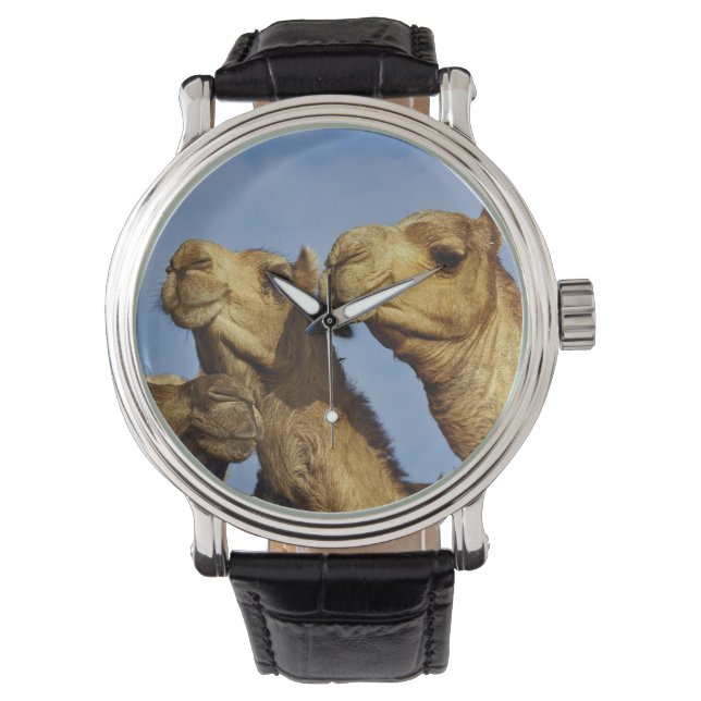Trio of camels, camel market, Cairo, Egypt Watch (Front)