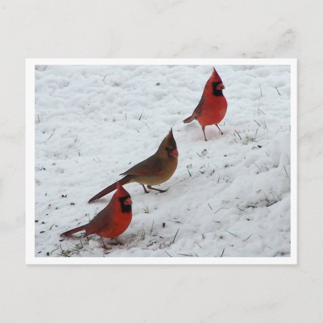 Trio of cardinals postcard (Front)