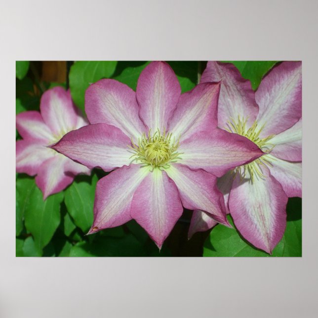 Trio of Clematis Pink and White Spring Vine Poster (Front)