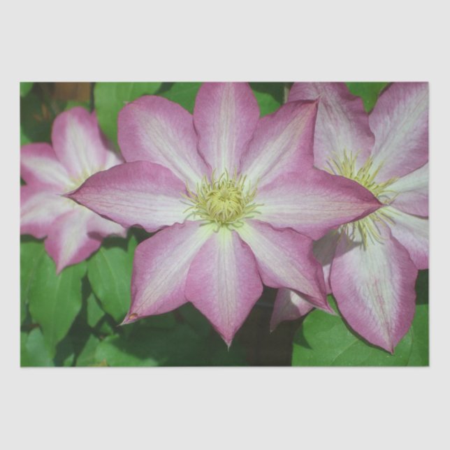 Trio of Clematis Pink and White Spring Vine Tissue Paper (Front)