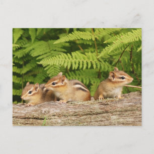 Trio of Curious Baby Chipmunks Postcard