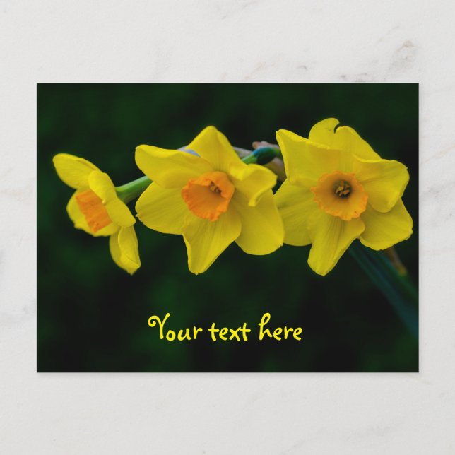 Trio of Daffodils Postcard (Front)