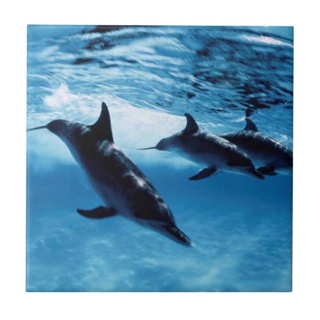Trio of Dolphins Ceramic Tile (Front)