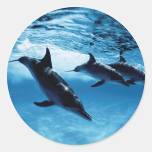 Trio of Dolphins Classic Round Sticker