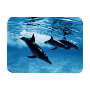 Trio of Dolphins Magnet