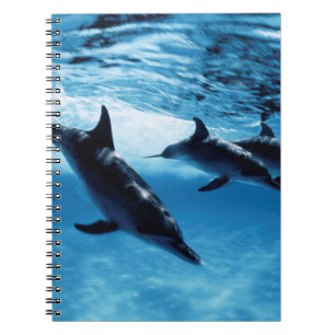 Trio of Dolphins Notebook