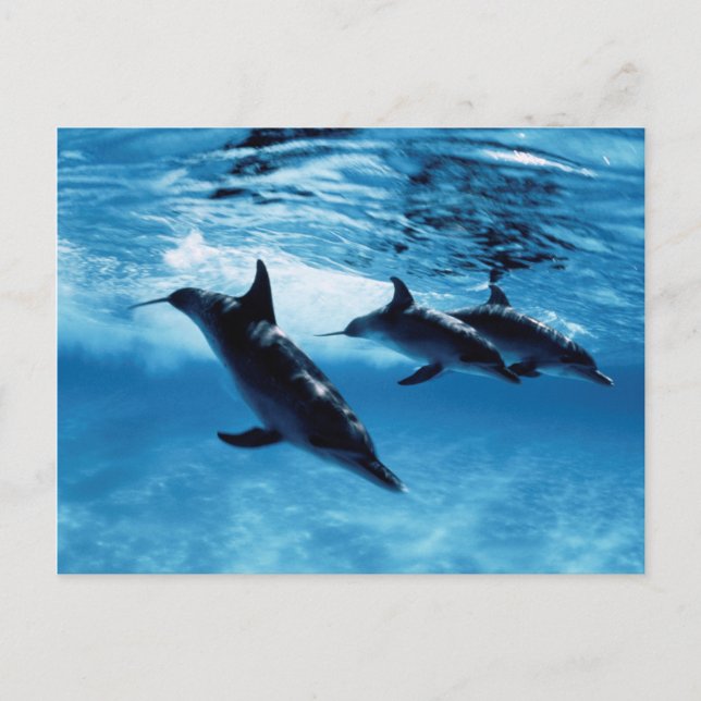 Trio of Dolphins Postcard (Front)