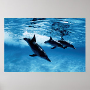 Trio of Dolphins Poster