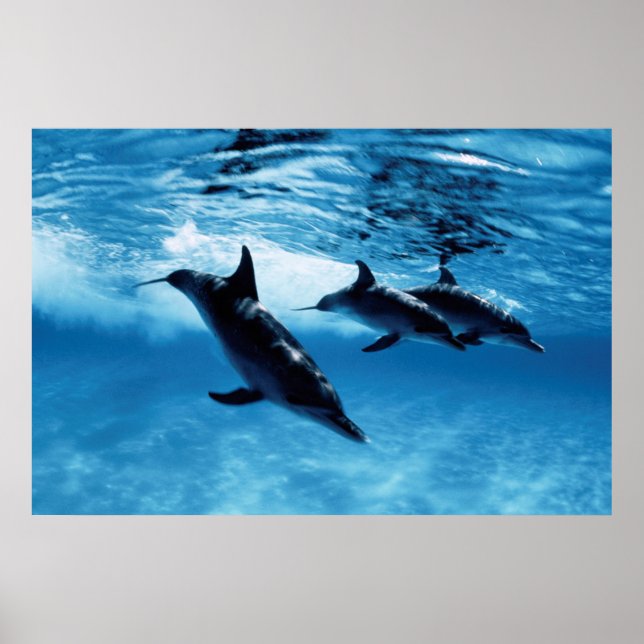 Trio of Dolphins Poster (Front)