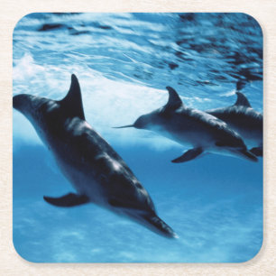 Trio of Dolphins Square Paper Coaster