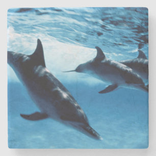 Trio of Dolphins Stone Coaster