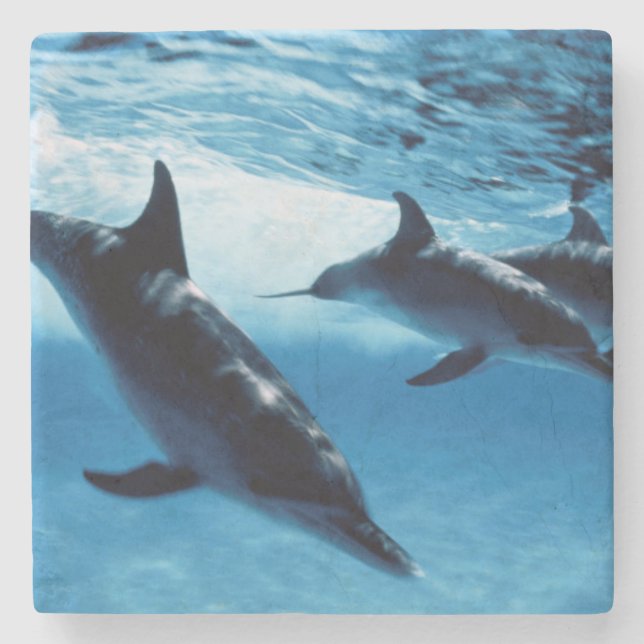 Trio of Dolphins Stone Coaster (Front)