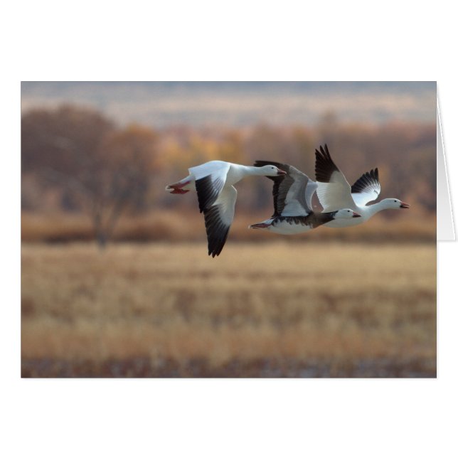 Trio Of Geese (Front Horizontal)